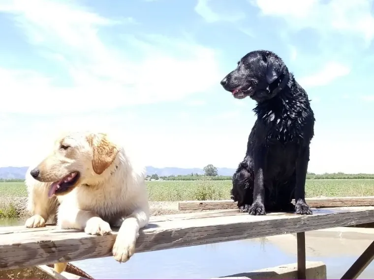 A Golden Retriever and a black Labrador resting on a bench above the water