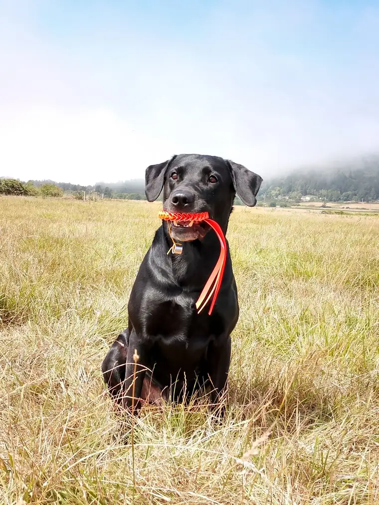 A black Labrador sitting in a grass field with an orange ribbon in its mouth