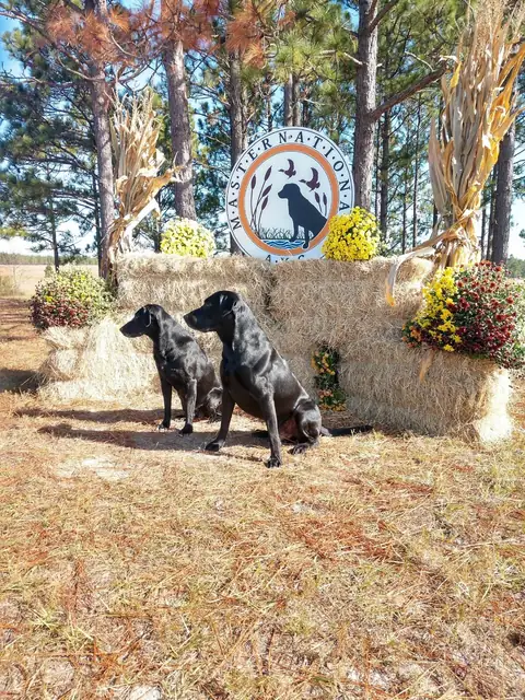 Two black Labradors sitting in front of the AKC Master National sign