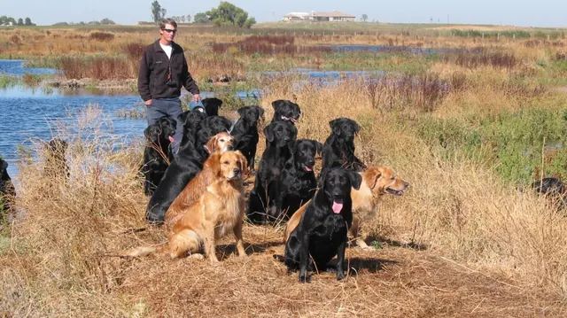 Richard Gebhart with a line of Labradors and Golden Retrievers on a Delta marsh bank
