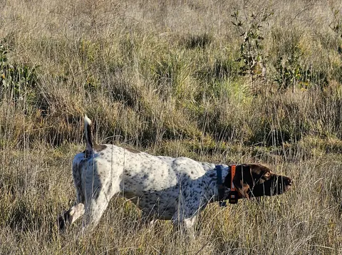A German Shorthaired Pointer working through tall grass