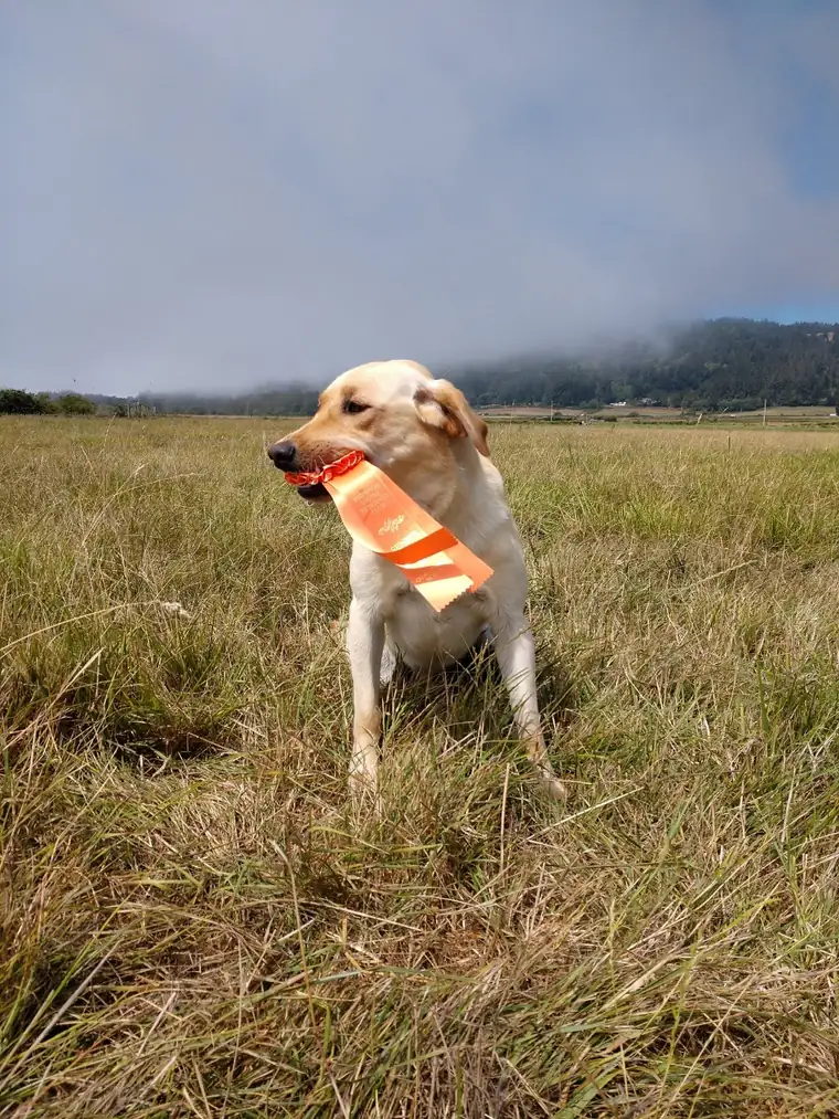 A yellow Labrador sitting in a grass field holding an orange ribbon